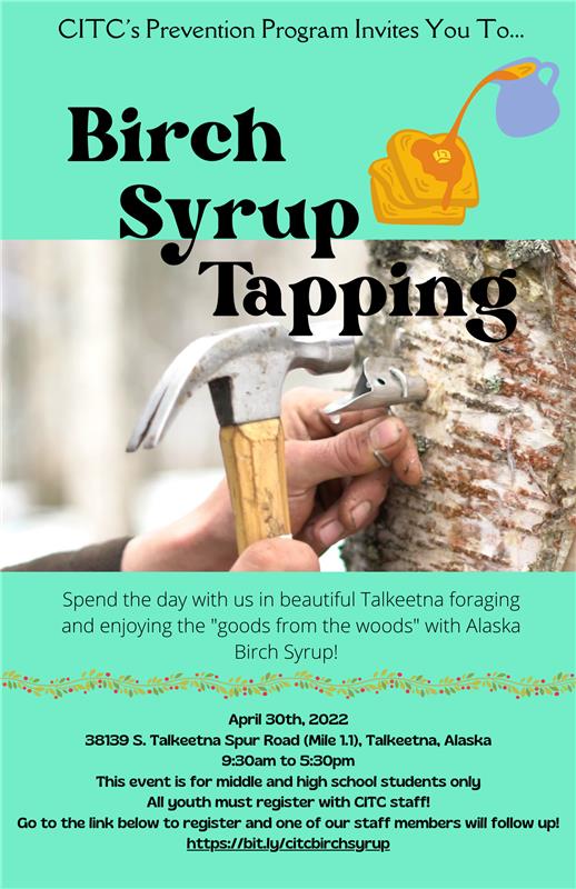 Birch Syrup Tapping
